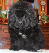 Превью фото № 169188