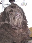 Превью фото № 169230