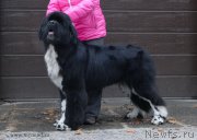 Превью фото № 169231