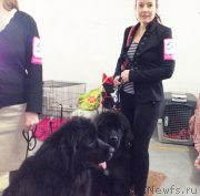 Превью фото № 169236