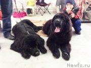 Превью фото № 169237