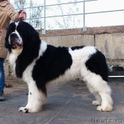 Превью фото № 169288