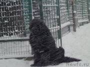 Превью фото № 169401