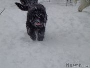 Превью фото № 169403