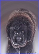 Превью фото № 169423