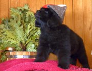 Превью фото № 169463