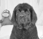 Превью фото № 169466