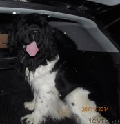 Превью фото № 169493