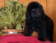 Превью фото № 169520