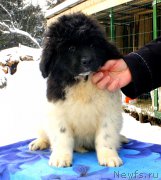 Превью фото № 169523