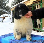 Превью фото № 169530