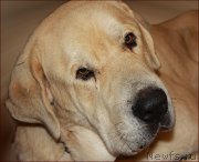 Превью фото № 169558