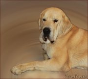 Превью фото № 169559