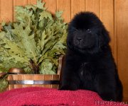 Превью фото № 169566