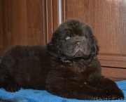 Превью фото № 169576