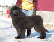 Превью фото № 169579