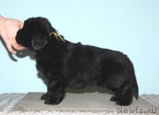 Превью фото № 169583