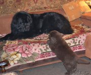 Превью фото № 169622