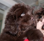 Превью фото № 169636