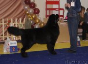 Превью фото № 169674