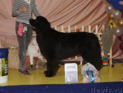 Превью фото № 169677