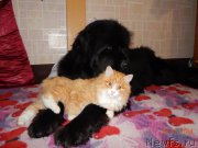 Превью фото № 169702