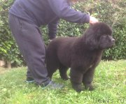 Превью фото № 169796