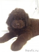 Превью фото № 169809