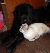 Превью фото № 169849