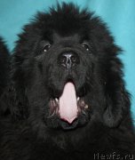 Превью фото № 169906