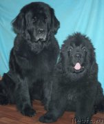 Превью фото № 169909