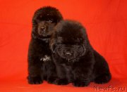 Превью фото № 169913