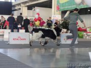 Превью фото № 169916