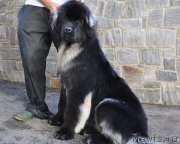 Превью фото № 169952