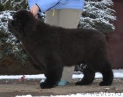 Превью фото № 169957