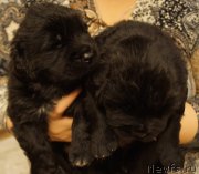 Превью фото № 169970