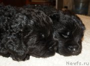 Превью фото № 169971