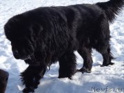 Превью фото № 170015