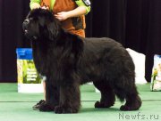 Превью фото № 170026