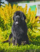 Превью фото № 170030