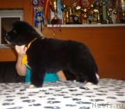 Превью фото № 170063