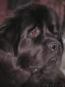 Превью фото № 170080