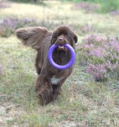 Превью фото № 170103