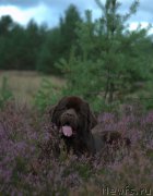 Превью фото № 170109