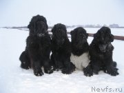 Превью фото № 170155