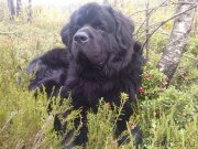 Превью фото № 170280