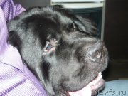 Превью фото № 170282