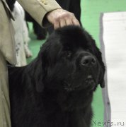 Превью фото № 170289