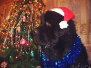 Превью фото № 170340