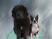 Превью фото № 170349